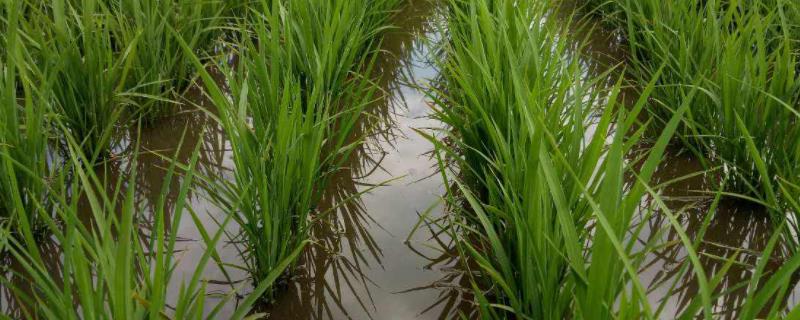 水稻放水的最佳时期，趴秧了怎么办 水稻趴秧了还灌浆吗