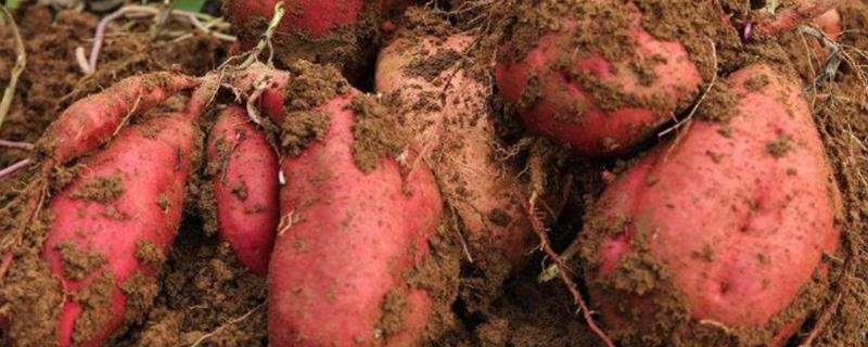 种十亩红薯成本利润 20亩红薯利润多少，风险大吗