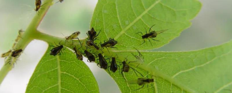 棉蚜综合防治技术，它的天敌是什么 什么是棉蚜虫的天敌