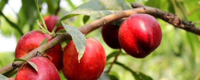 油桃表面粗糙是啥原因 油桃表面凹凸不平的原因，能吃么