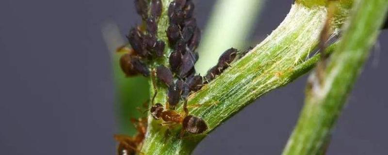黑蚜虫用什么药怎么治，对植物的危害