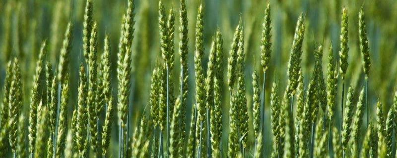 小麦是小米吗，古代小麦叫什么 小麦是小米吗,古代小麦叫什么