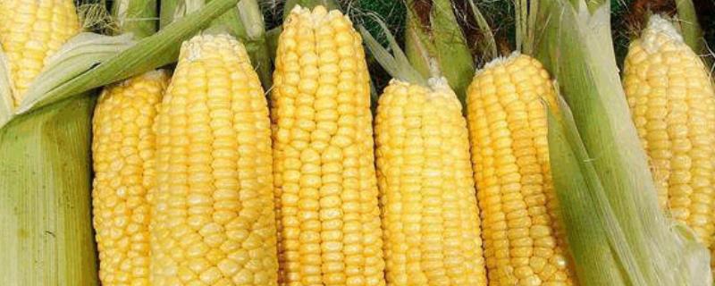 玉米成分含量比例，主要成分是什么 玉米成分含量比例,主要成分是什么呢