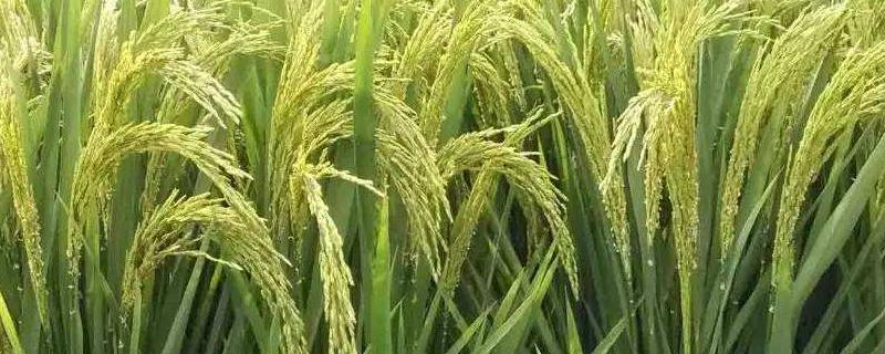 水稻稻飞虱特效药是什么，什么时候防治效果好