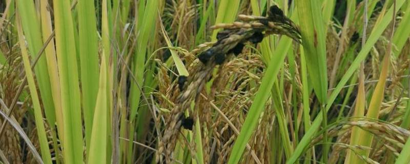 水稻稻曲病是什么原因造成的 水稻得了稻曲病怎么办，会不会扩散
