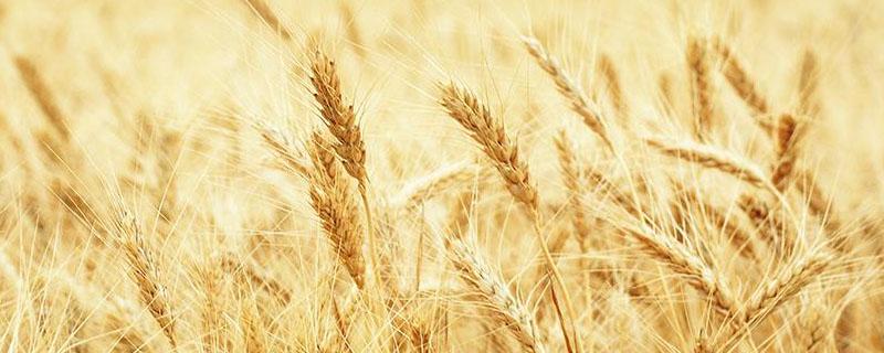 河南冬小麦几月份收割 河南小麦几月份收割