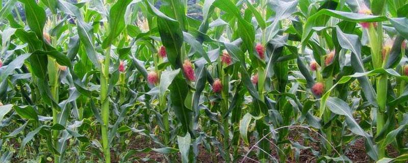 玉米地怎么耕，耕多深为宜，和不耕哪个保墒