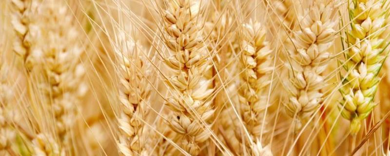 北方小麦几月份收割，一年收几次（北方小麦几月份播种）