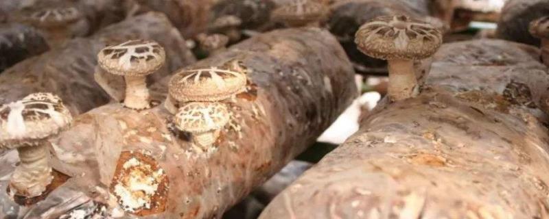 香菇栽培技术 香菇栽培技术研究进展