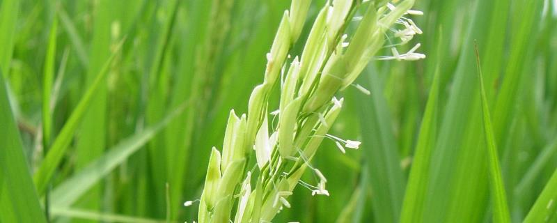 稻子花是什么颜色 稻花是什么颜色的呢?有几个品种