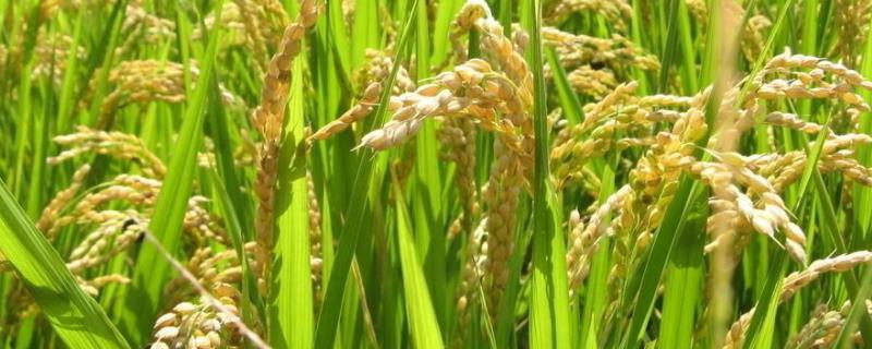 水稻基本知识简单，杂交水稻是什么时期