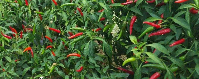 朝天椒的种植技术，用什么肥料好 朝天椒的种植与管理