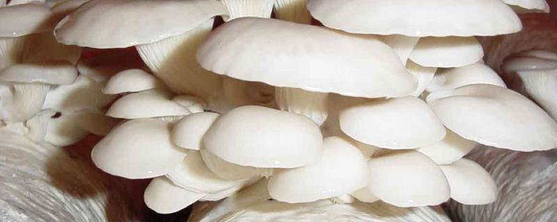玉米芯平菇高产配方，怎么发酵好 玉米芯平菇种植最简单方法
