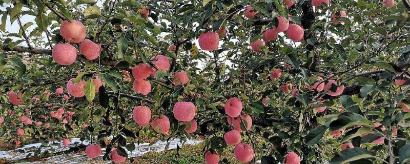 苹果树8月份施什么肥，打什么药 8月份苹果树施什么肥料好