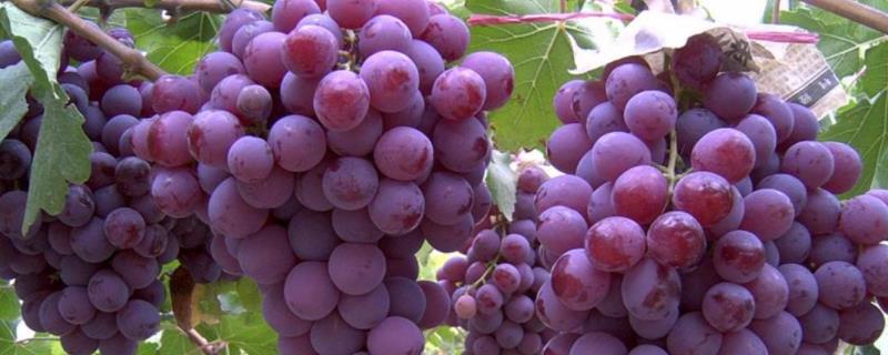 葡萄的生物学特点，品种有哪些 葡萄的生物学特性