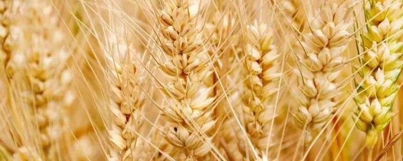 小麦穗干尖是怎么回事,应该怎么治 小麦干穗怎么办