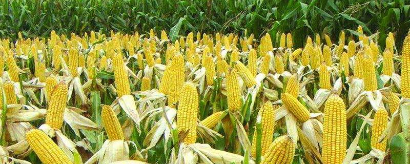 玉米缺苗怎么补种，补栽要注意什么