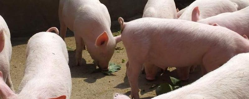 猪为什么要割睾丸，有哪些注意事项 猪为什么要把睾丸切掉