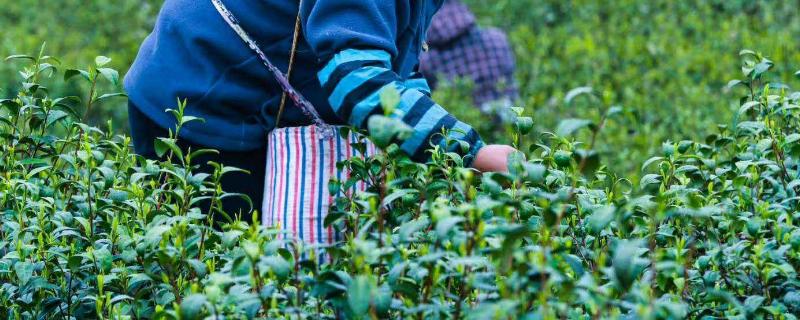 茶叶 肥料 茶叶专用肥料，附茶叶的种植技术