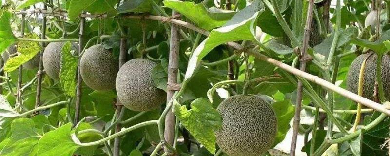 哈蜜瓜怎么种植两广可以种植吗 哈密瓜南方能种植吗