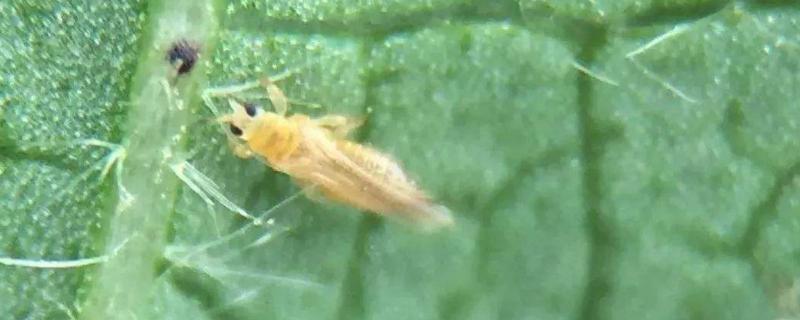 杀蚜虫最有效的农药，持效期长的有哪些