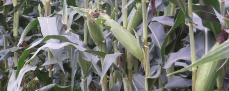 高产玉米种子 高产玉米种