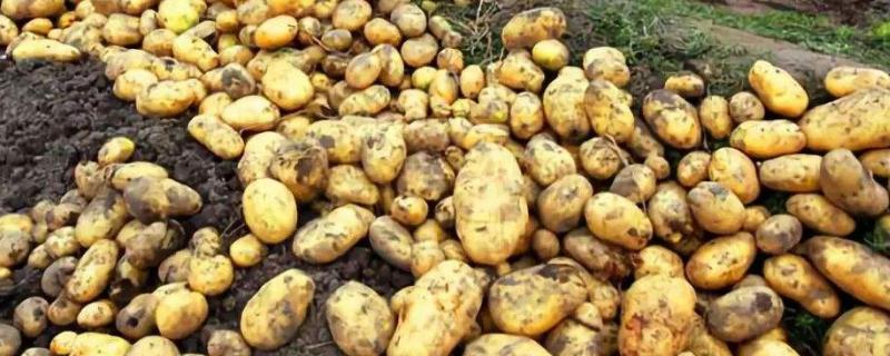 丽薯7号品种特性 丽薯6号品种特性，亩产多少斤
