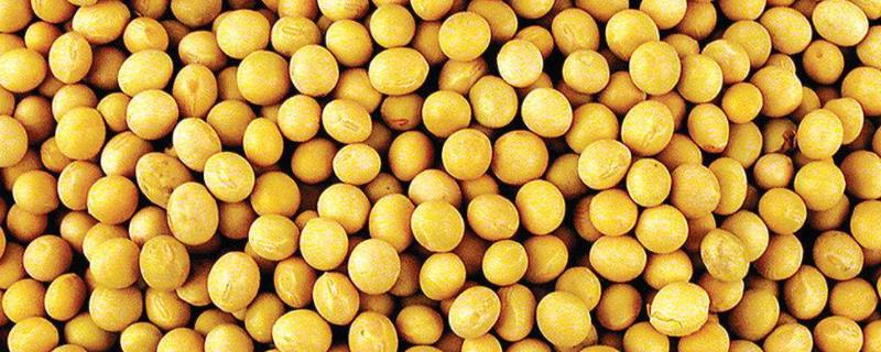黑农48大豆品种介绍，产量如何 大豆种子黑农48在哪里能买到