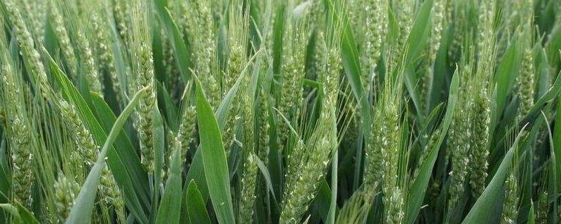 什么季节种小麦最合适，冬小麦一亩种多少斤