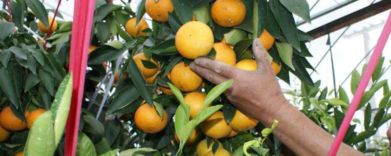 红美人柑橘种植技术视频 红美人柑橘大棚怎么建，附种植技术