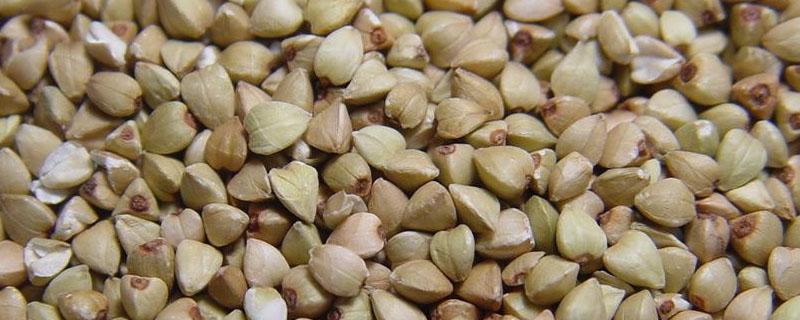 小麦种子的保存方法 储藏荞麦种子的措施
