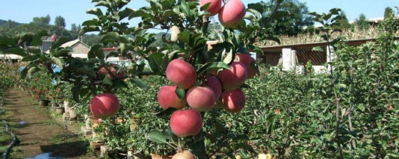 苹果产地主要在哪个省，早熟红富士苹果有哪些品种
