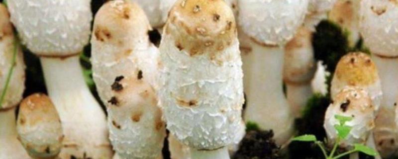 鸡腿菇种植技术 鸡腿菇种植技术视频