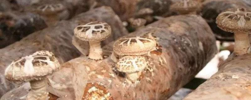香菇出菇时喷水技巧 香菇出菇管理如何喷水