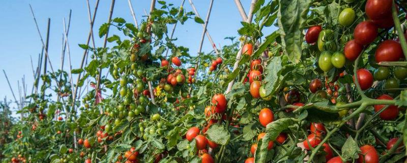 番茄怎么种植方法 番茄的种植方法