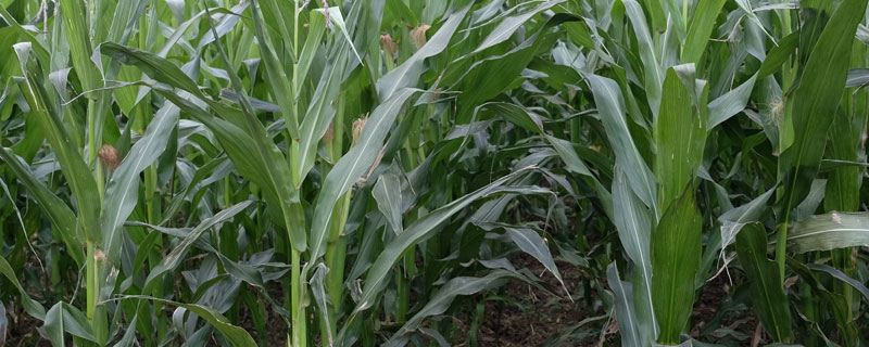 草甘膦除草剂对玉米的影响玉米苗5.6个叶 草甘膦除草剂对玉米的影响