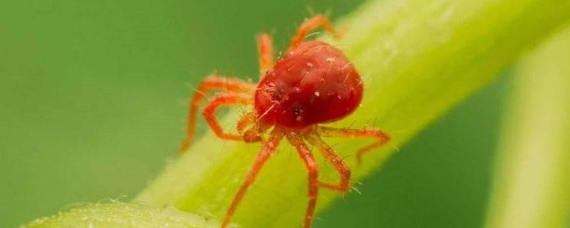 螺虫乙酯红蜘蛛效果如何 螺螨酯打红蜘蛛怎么样
