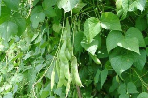 芸豆种植注意事项芸豆的种植 芸豆的种植时间和方法与关管理