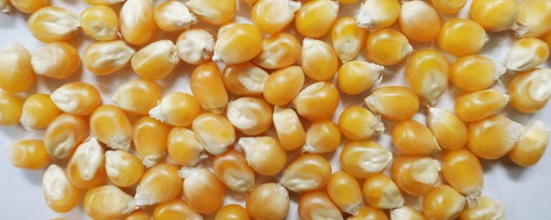 玉米粒是由什么发育来的 玉米粒是玉米花中的什么发育而来
