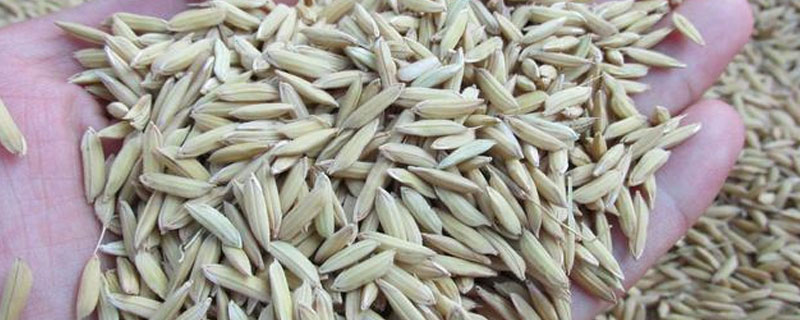 水稻浸种催芽技术要点 水稻浸种催芽技术要点牡丹江农技
