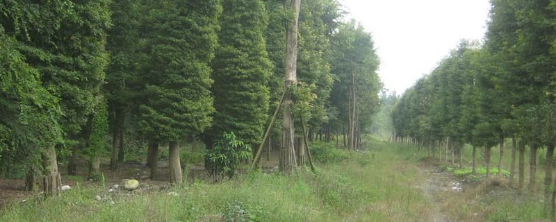 楠木种植20年能有多大 种植楠木多少年成材
