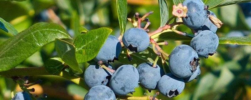 蓝莓可以放鸡粪肥吗 蓝莓可以施鸡粪肥吗