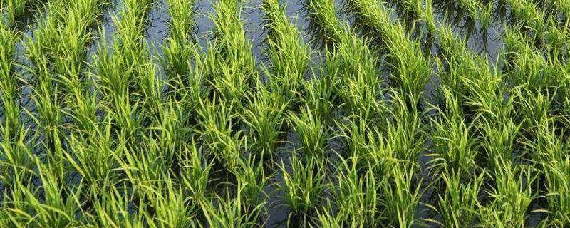 矮壮素水稻秧苗能用吗 矮壮素在水稻上使用方法