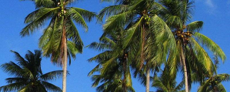 海南岛种植椰树的不利条件 海南种植椰子的优势区位