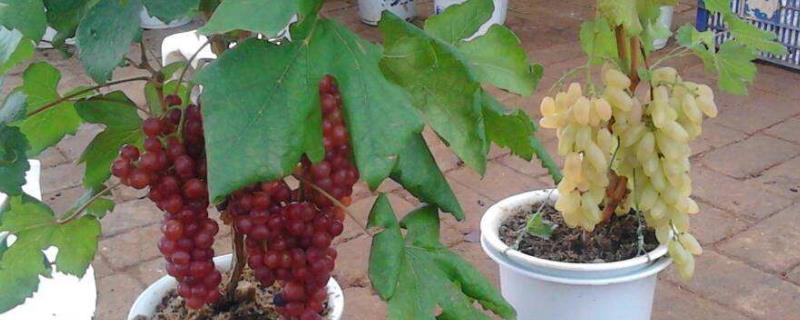 葡萄籽怎么种植能发芽 葡萄籽可以发芽种出葡萄来吗