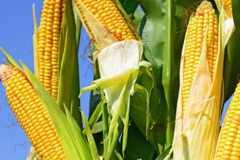 玉米后期管理和施肥什么时间最佳
