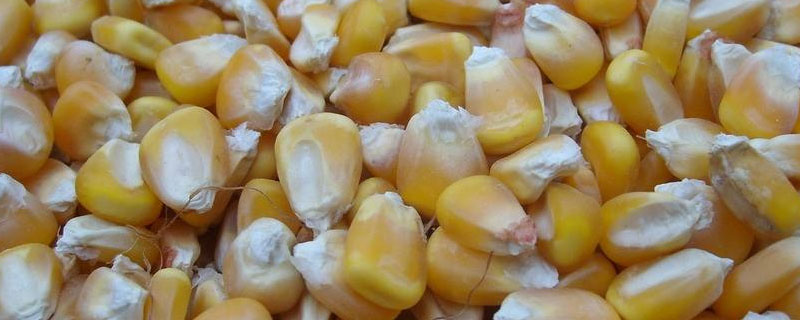 玉米播种后使用草甘膦有什么影响 玉米苗后打草甘膦