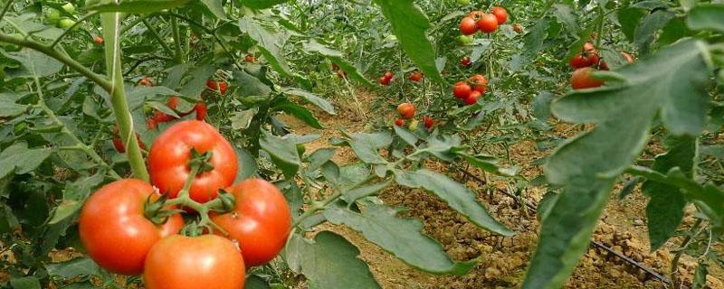 番茄常见病害图谱和防治方法 番茄病害图片及防治方法