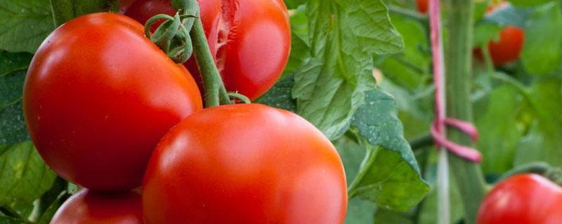 番茄底肥配方 番茄怎样用基肥和追肥