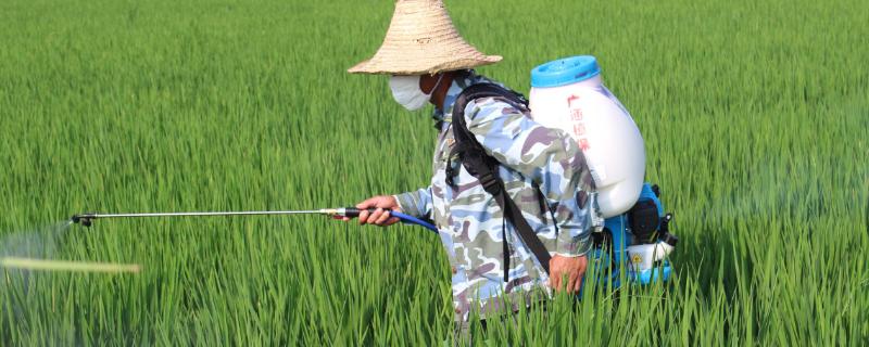 水稻打除草剂后几天可以追肥 水稻打除草剂后几天施肥